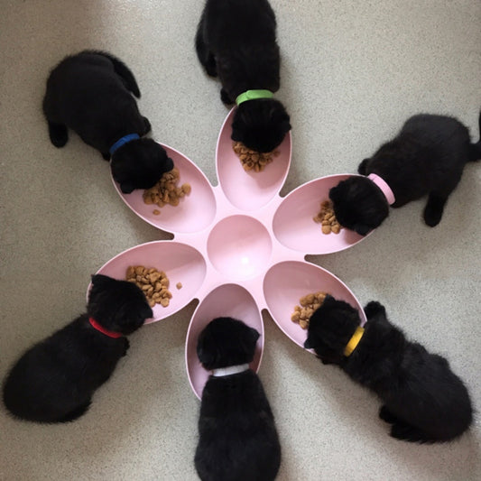 Magic Meal Pet Feeder